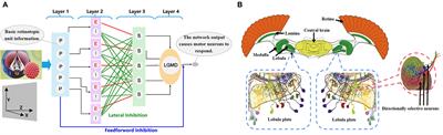 A directionally selective collision-sensing visual neural network based on fractional-order differential operator